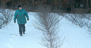 Ken Mudge inspecting beach plum planting. Click for larger image.