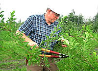 Tom Whitlow pruning