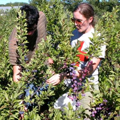 2006 flowering