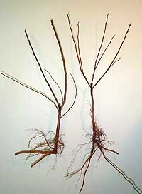 Bare-root beach plums ready for transplanting.