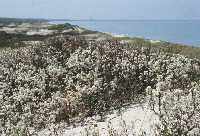 Beach plums growing in their native habitat.  Click for larger image.