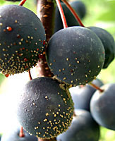 Brown rot on beach plums