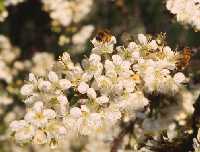 Bees gathering pollen and nectar from beach plum flowers.