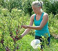 Rebecca Harbut, graduate student graduate student in Cornell University's Department of Horticulture,  harvests beach plums at Cornell Orchards.