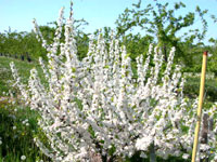 beach plums flowering