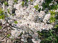 beach plums flowering