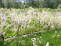 beach plums flowering