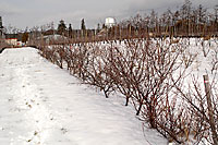 beach plum orchard in winter