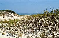 Beach plum, Prunus maritima, is a medium sized shrub ... 