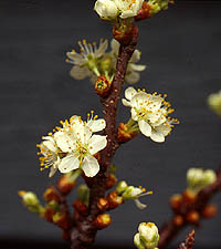 It blooms in mid- May with white flowers ...