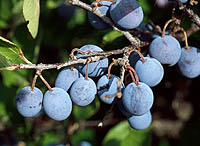 Fruit are about 1.5 cm. in diameter