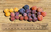Fruit ripens in late August through September with colors ranging from yellow to dark purple.