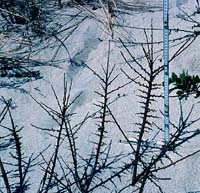 Typical branching pattern ...