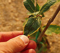 This beach plum leaf shows symptoms of herbicide damage.